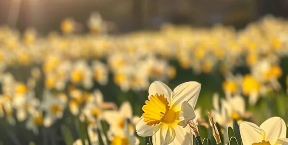 Dewy Daffodils A Golden Glow of Spring's Arrival