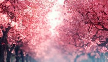 Pastel Skies and Blossoms A Soft and Serene Delight