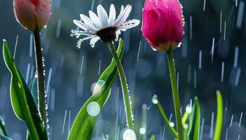 Soft Rain and Blooming Gardens The Refreshing Side of Spring