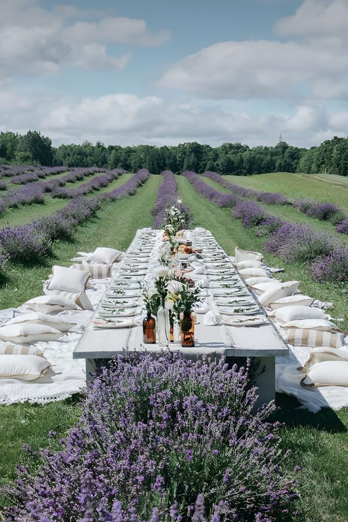Lavender Field Afternoon