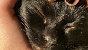 Hand gently petting a black cat with short glossy black nails and one gold cat eye accent nail