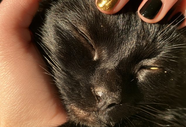 Hand gently petting a black cat with short glossy black nails and one gold cat eye accent nail