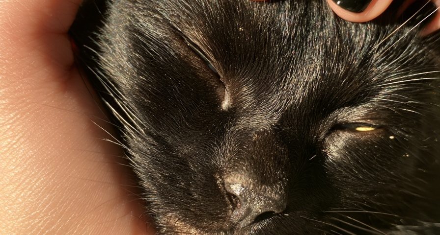 Hand gently petting a black cat with short glossy black nails and one gold cat eye accent nail