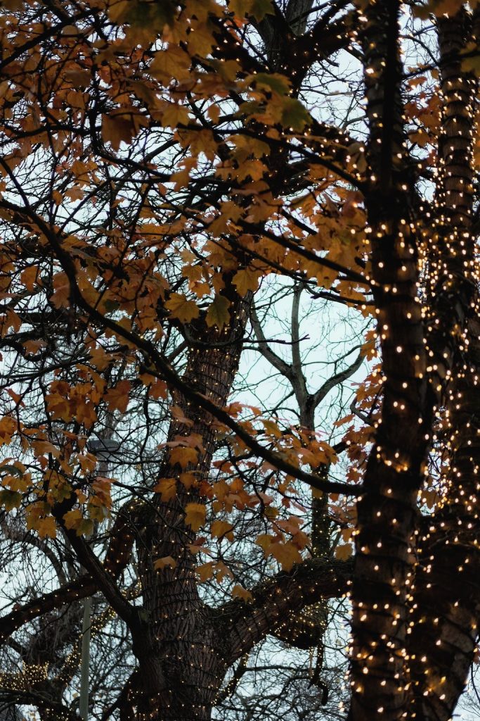 Golden autumn leaves on tree branches wrapped with glowing warm white string lights at dusk